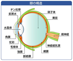 目の検査 八王子みなみ野 視力検査 散瞳検査 眼圧検査 よしこ眼科クリニック